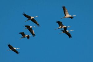 A flock of grey herons soaring in the sky, capturing the essence of migrating birds.
