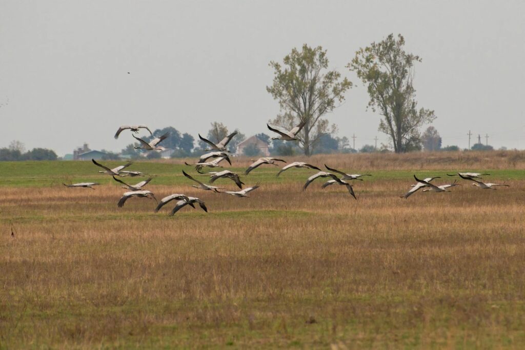 Graceful cranes flying across a serene meadow, showcasing the beauty of nature and wildlife.