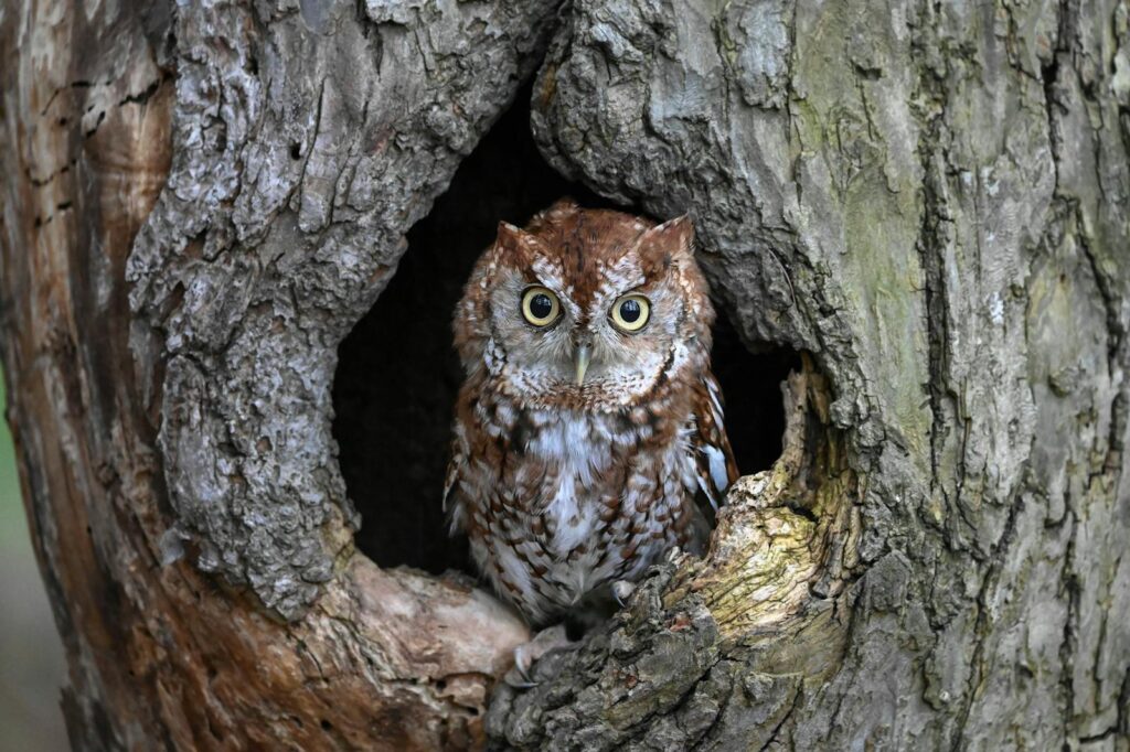 An Eastern Screech Owl perching in a tree hollow.