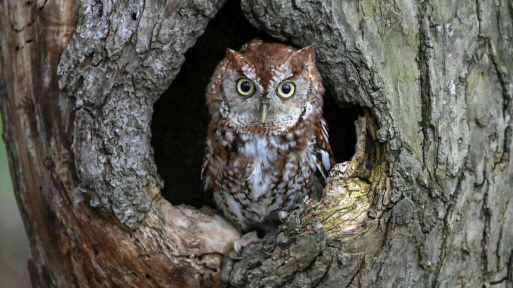 An Eastern Screech Owl perching in a tree hollow.