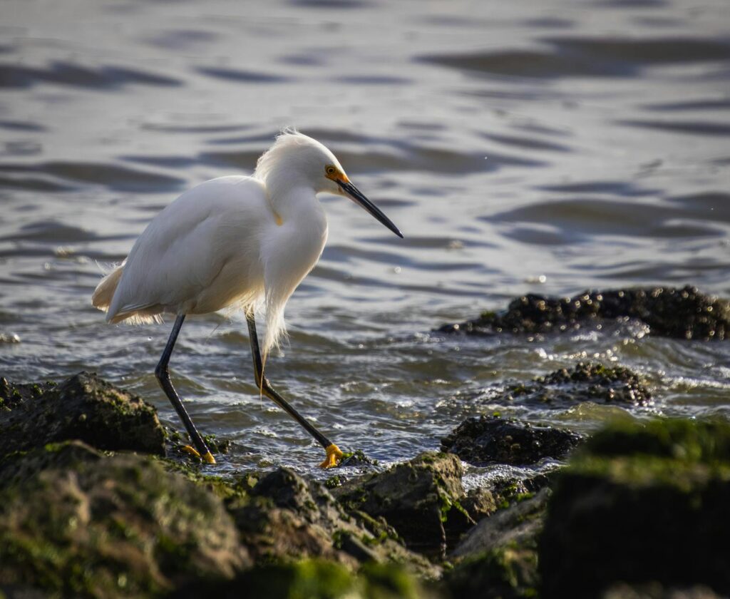 Snowy egret standing on rocky lakeshore, showcasing pristine plumage in natural light.
