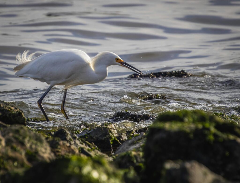 Snowy egret catching fish by the seashore, displaying wildlife behavior.