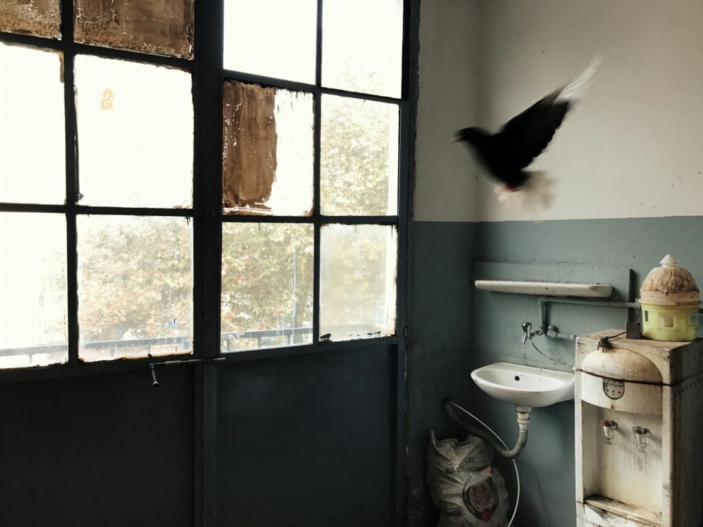 A pigeon flies indoors near a large window.