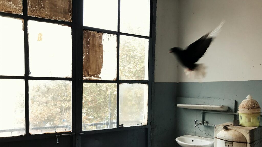 A pigeon flies indoors near a large window.