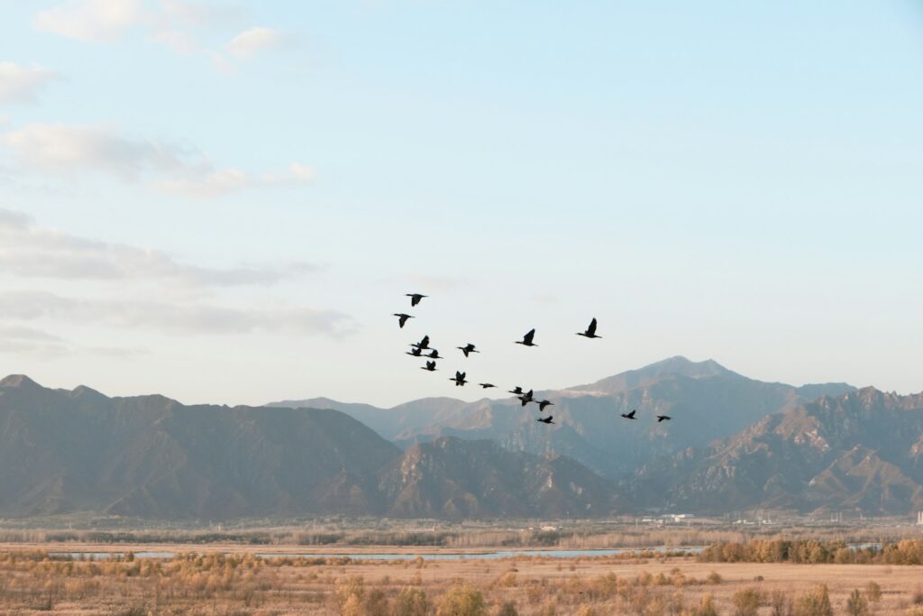 A flock of Canada geese flies in formation across a landscape with mountains in the distance.