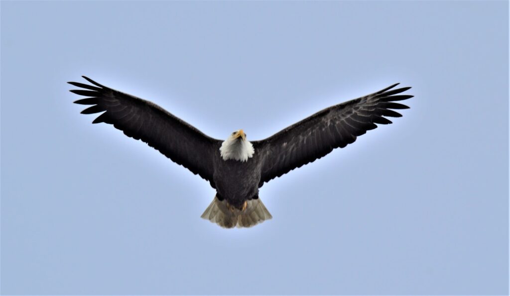 A majestic Bald Eagle with a white head and tail soars with its broad, dark wings fully extended against a pale blue sky.