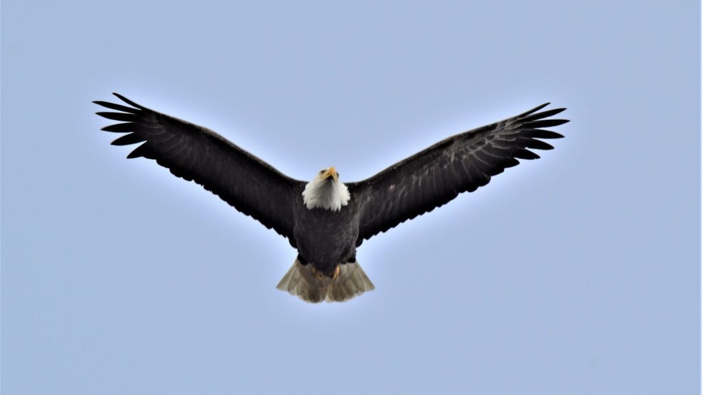A majestic Bald Eagle with a white head and tail soars with its broad, dark wings fully extended against a pale blue sky.
