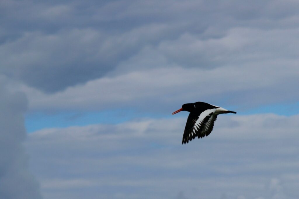 An American Oystercatcher soars in a cloudy sky.