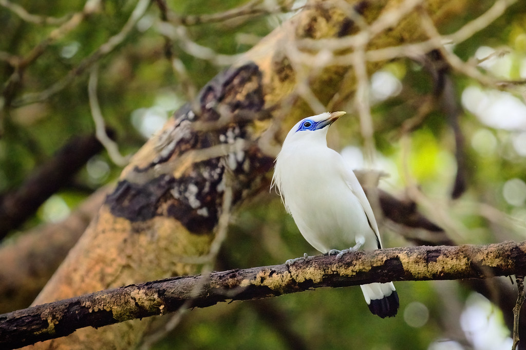 A Bali myna with white plumage and blue eye skin perches on a branch with a blurred background.