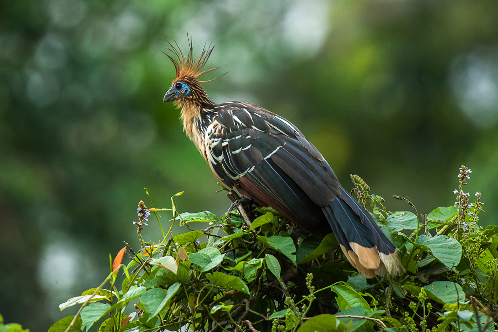 A hoatzin perches among lush green foliage.
