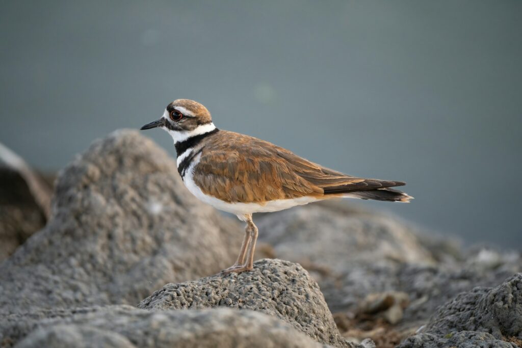 A killdeer perches on a textured rock.