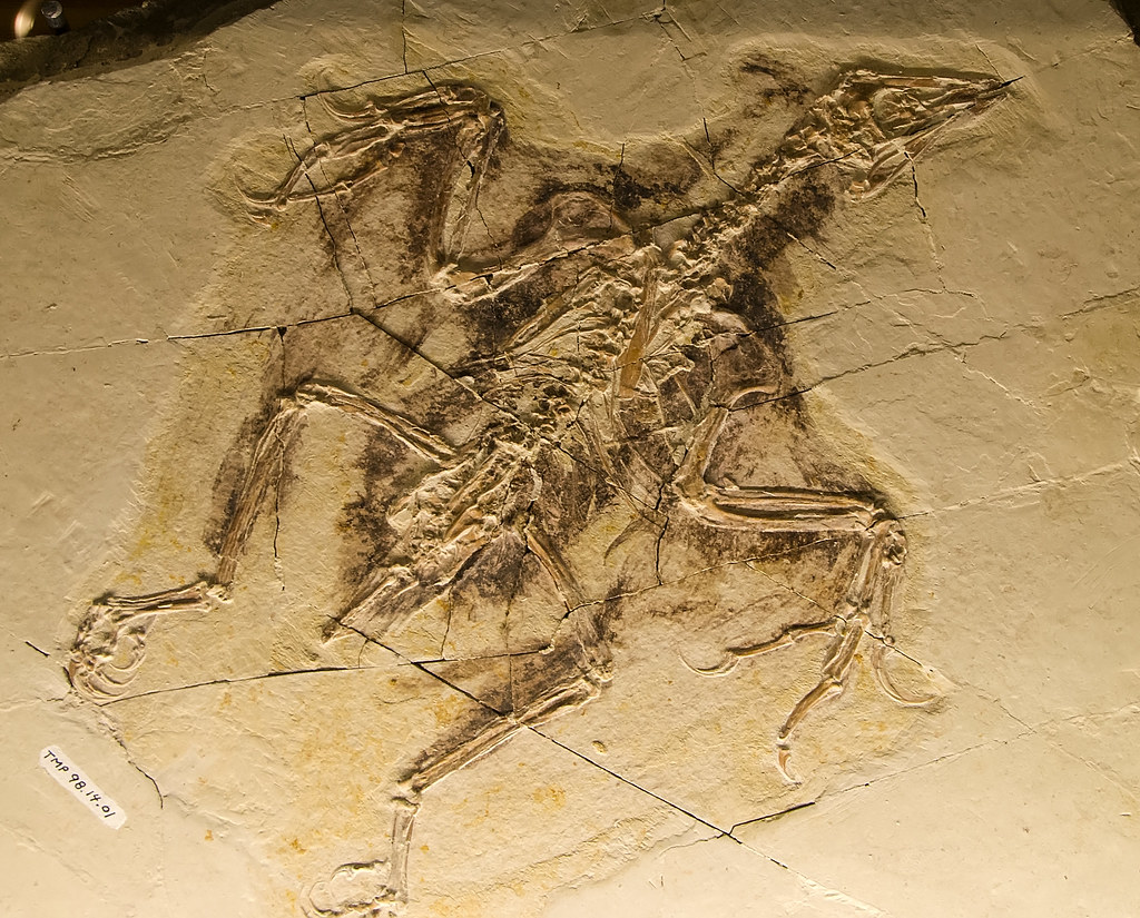 A detailed fossil of Confuciusornis sanctus, an early bird from the Cretaceous period, is preserved in light-colored rock.