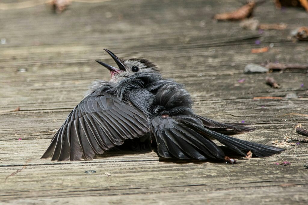 A bird that is laying down on the ground