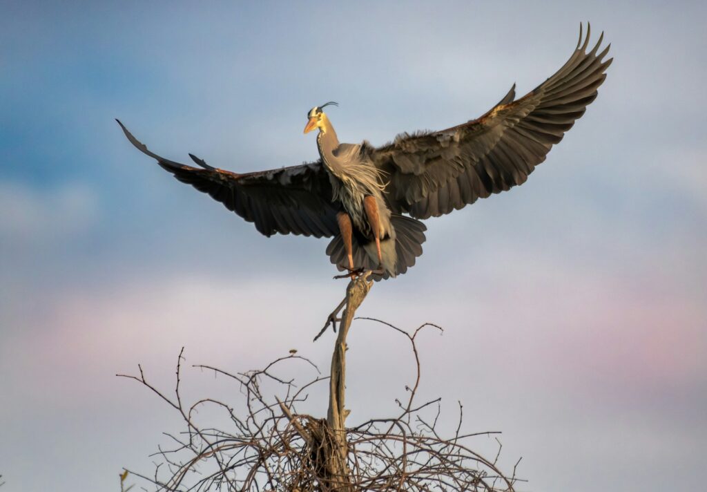 A large bird is sitting on top of a tree.