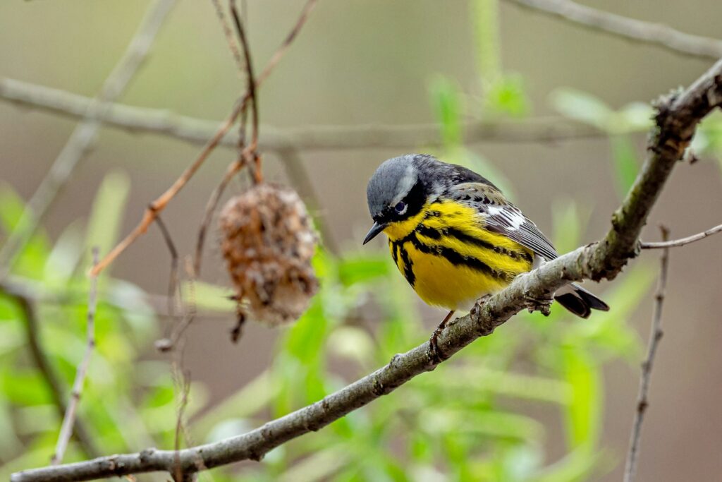 A yellow and black bird on brown tree branch during daytime.