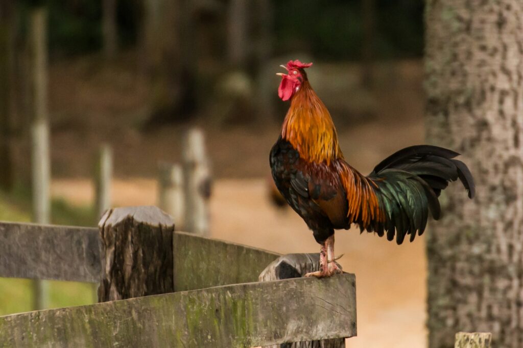 A colorful rooster with a vibrant red comb crows atop a wooden fence.