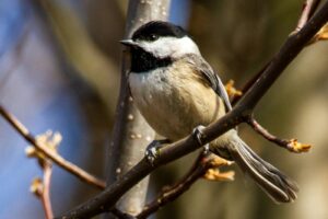 A Black-capped Chickadee with black cap and bib perches on a branch.
