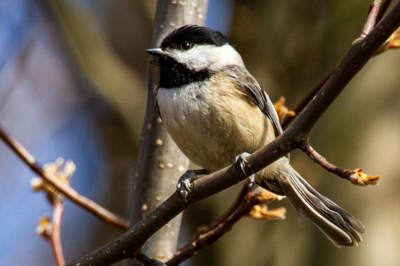 A Black-capped Chickadee with black cap and bib perches on a branch.