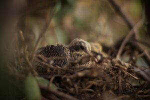 Young doves nestled in a twiggy nest.