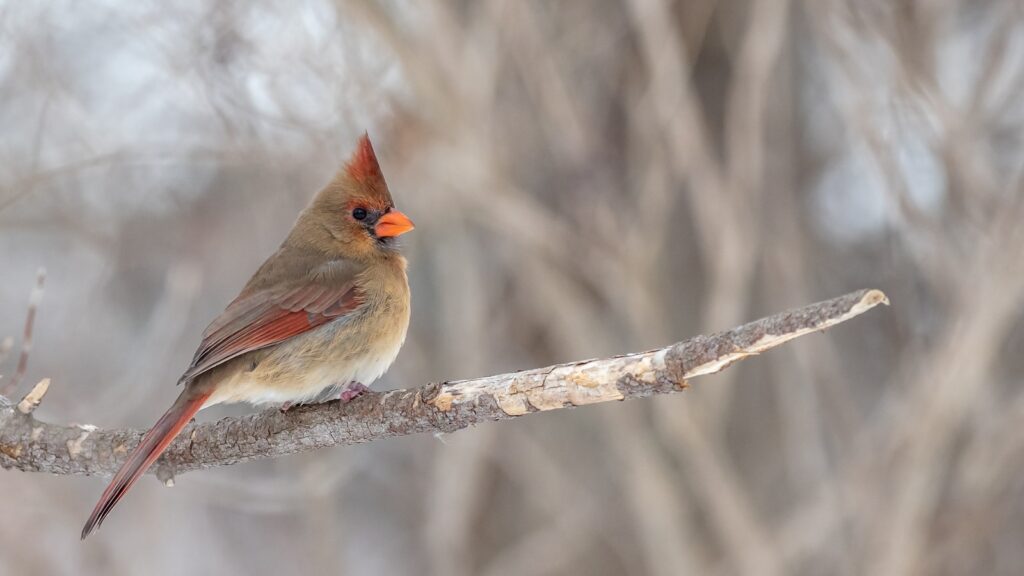 A female northern cardinal with brownish-grey plumage and a reddish crest perches on a branch.