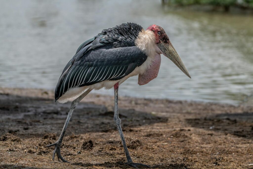 A marabou stork stands near the water's edge.