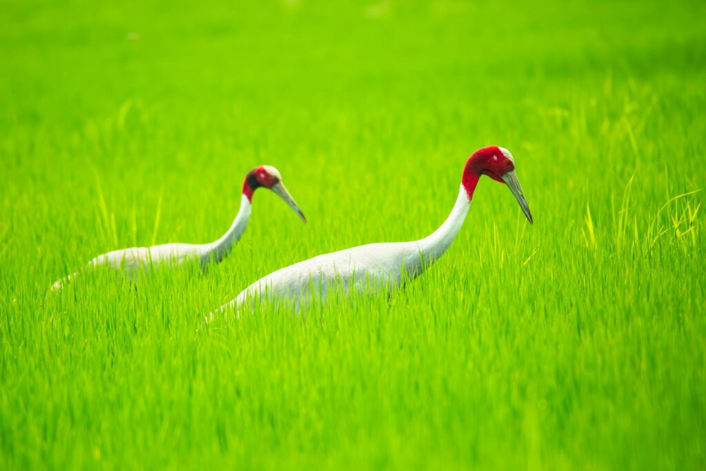 Beautiful Sarus cranes in lush green fields of India.