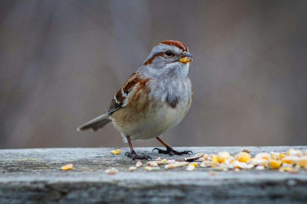 A detailed shot of a sparrow eating seeds on a wooden ledge outdoors.