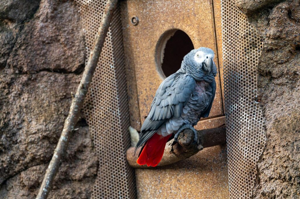 African Grey Parrot perched near rustic birdhouse in a zoo setting.