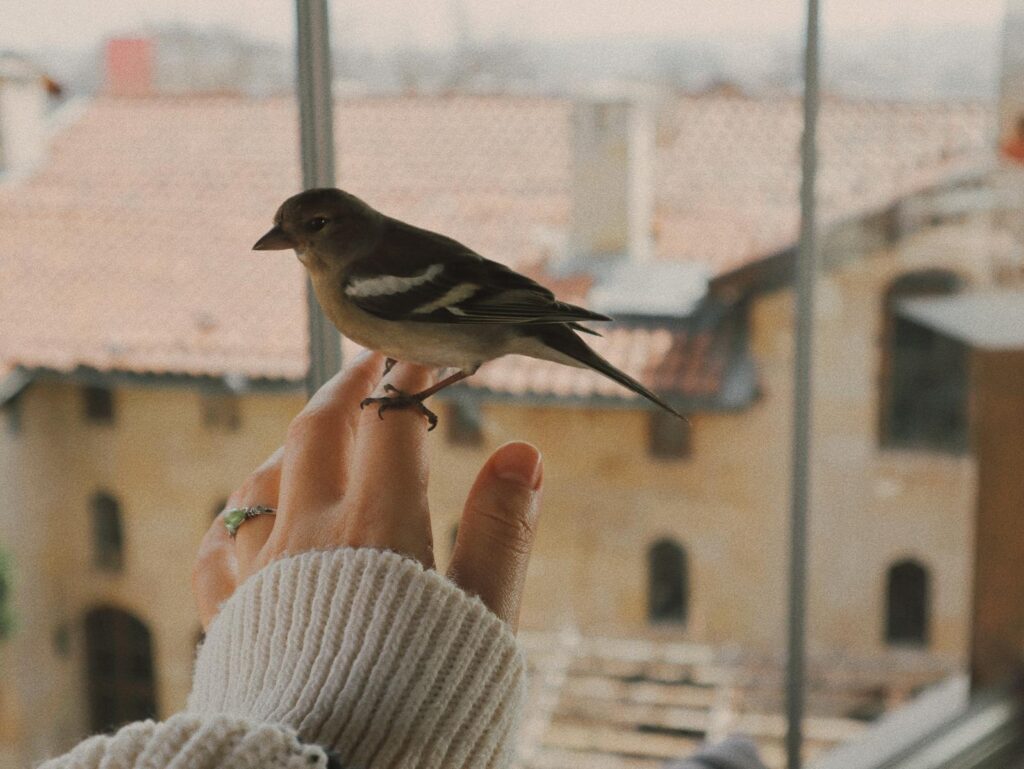 A brambling bird perches delicately on a person's finger.