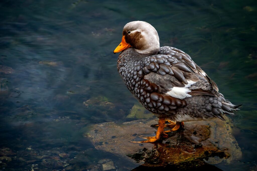A steamer duck resting on a rock near the water, showcasing its unique plumage.