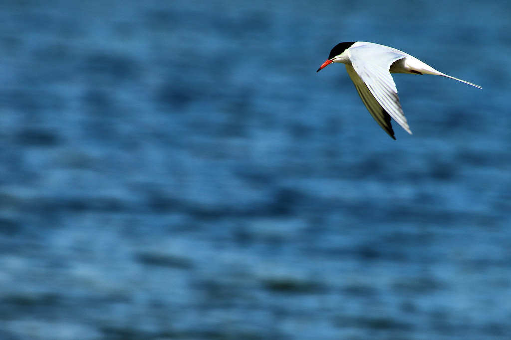 A tern with white and gray wings, a black cap, and a red beak flies over deep blue water.