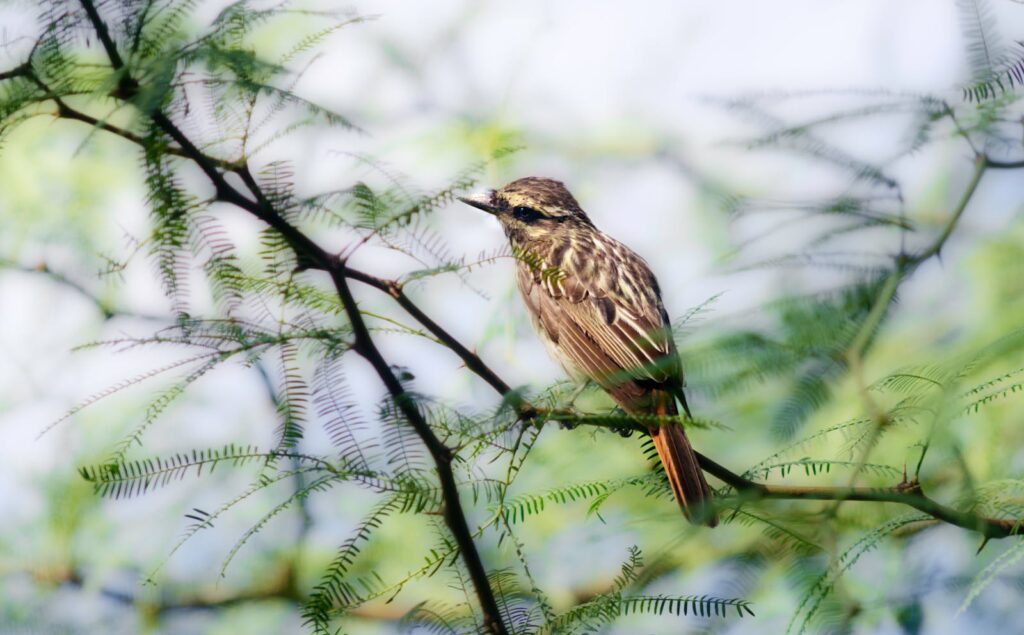 A Streaked flycatcher sits perched among delicate green leaves on a branch.