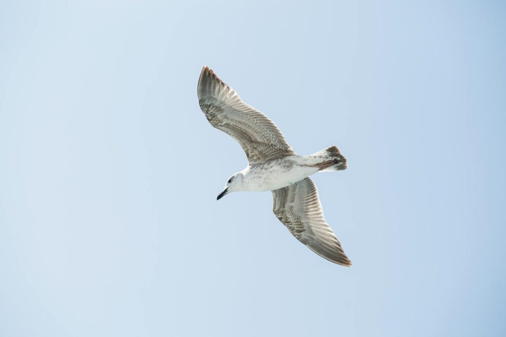 A seagull gracefully glides through a bright blue sky, showcasing its elegant wingspan.