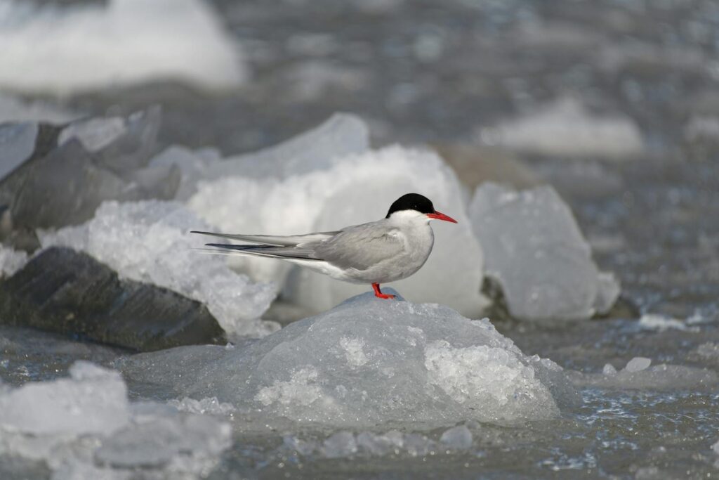 Arctic tern resting on ice amidst frozen landscape, showcasing winter wildlife.