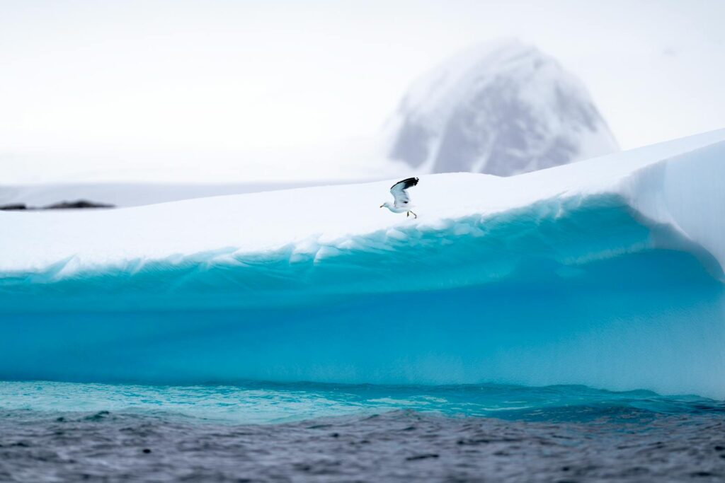 A stunning capture of a seagull flying over an icy blue iceberg in Antarctica during winter.