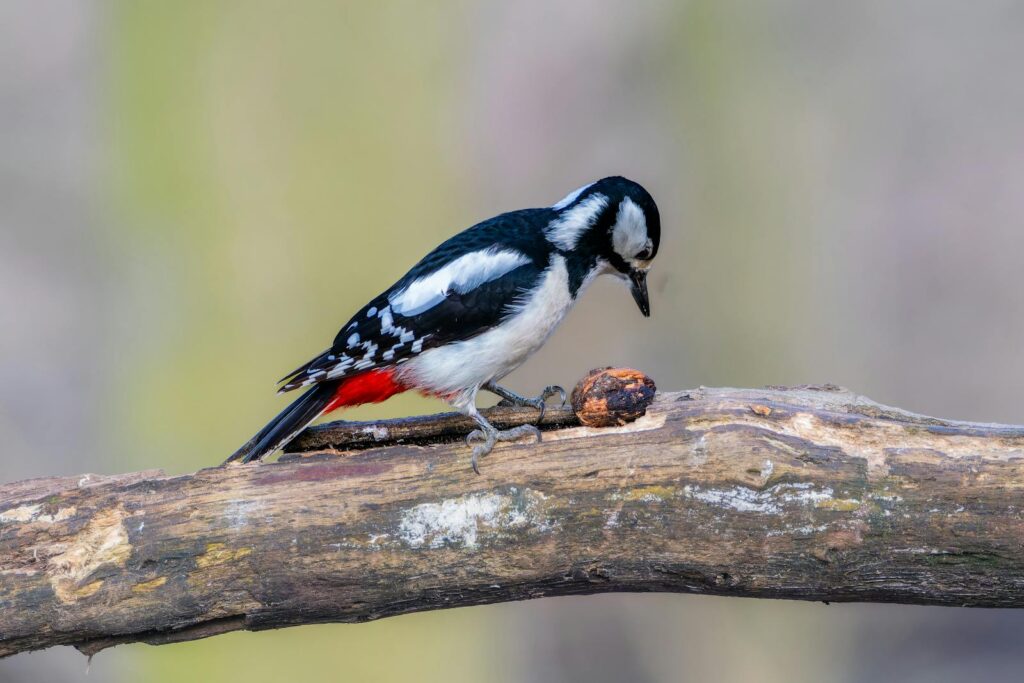 Close-up of great spotted woodpecker on a branch with a nut, highlighting wildlife behavior.