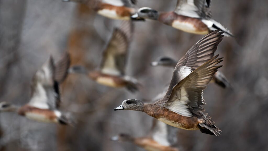 American Wigeons gracefully flying in a natural habitat, showcasing wildlife beauty.
