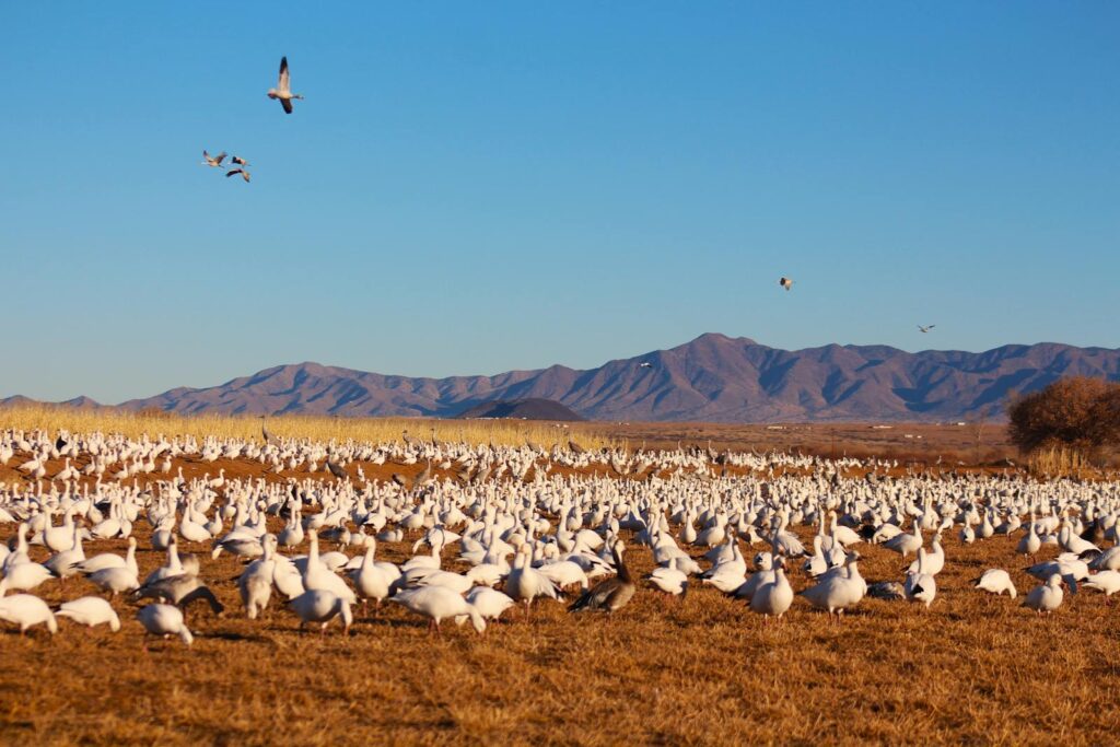 A vast flock of snow geese gathers in a rural field with distant mountains under a clear sky.