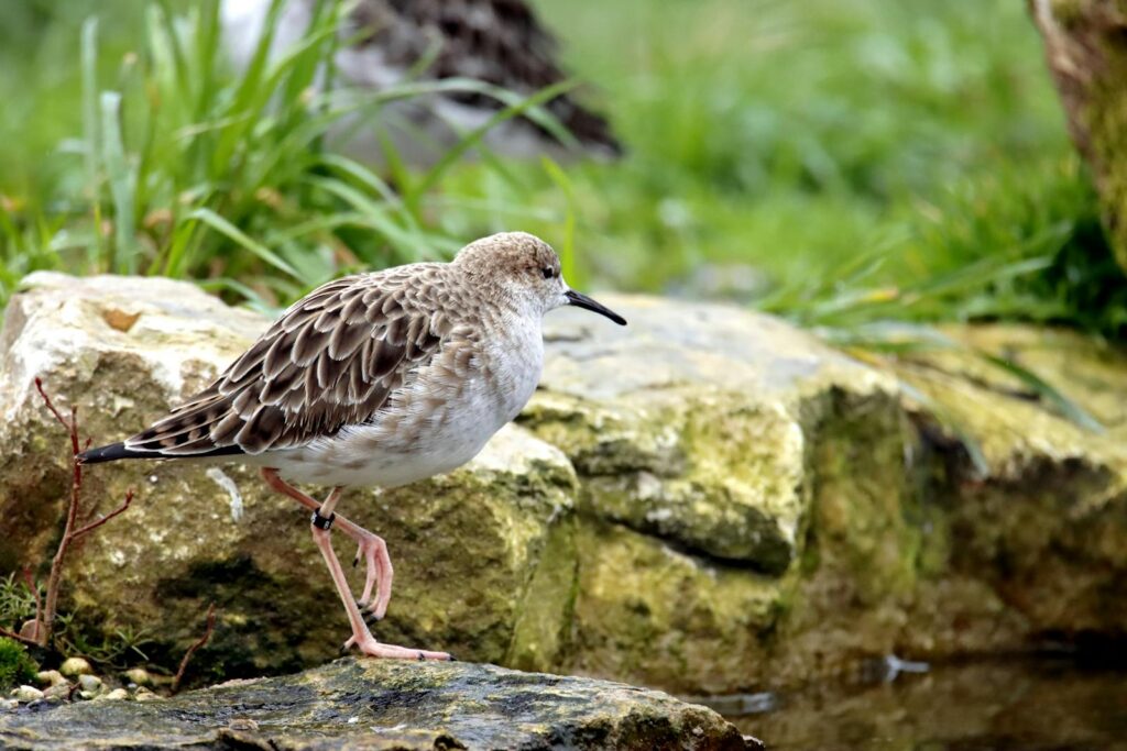 A ruff bird stands gracefully on a rock by the water, surrounded by lush greenery.