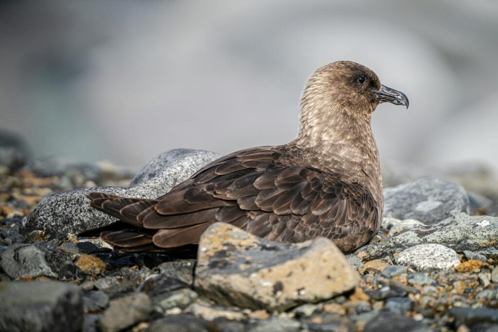 A brown skua bird resting on rocky terrain.