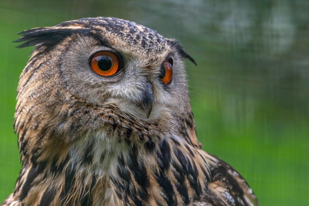 A majestic Eurasian eagle-owl with striking orange eyes.