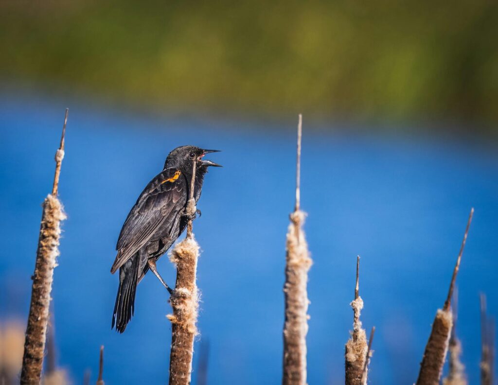 A Yellow-Shouldered Blackbird sings while perched on cattail stalks by a lake.