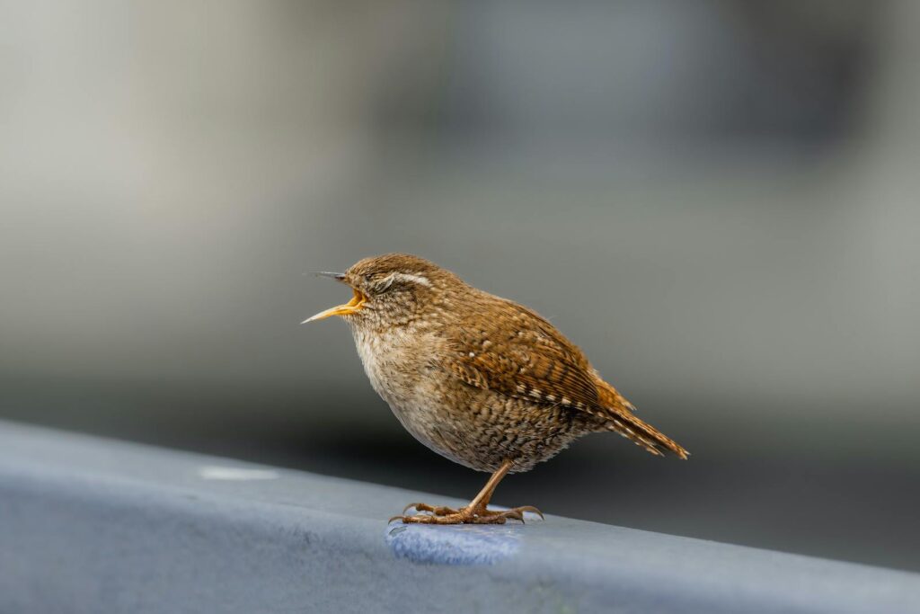 A vibrant close-up of a wren singing while perched on a railing, showcasing its natural habitat.