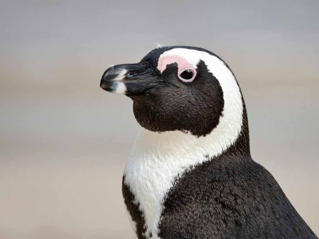 A black-footed penguin with distinctive pink patches above its eyes looks to the left.