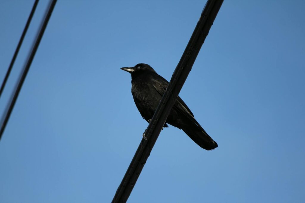 A solitary crow perched on a power line under a clear blue sky.