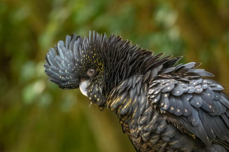 A stunning black cockatoo, showcasing its vibrant plumage and intricate feather details.