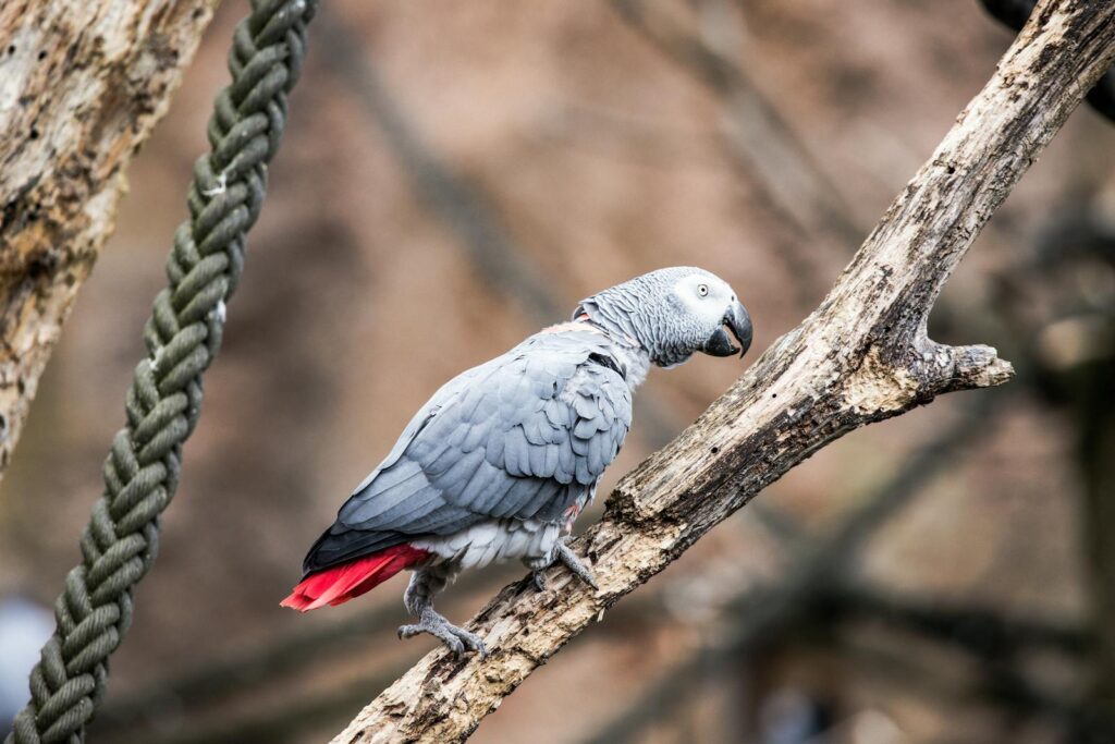 Close-up of an African Grey Parrot perched on a branch in Zurich Zoo.