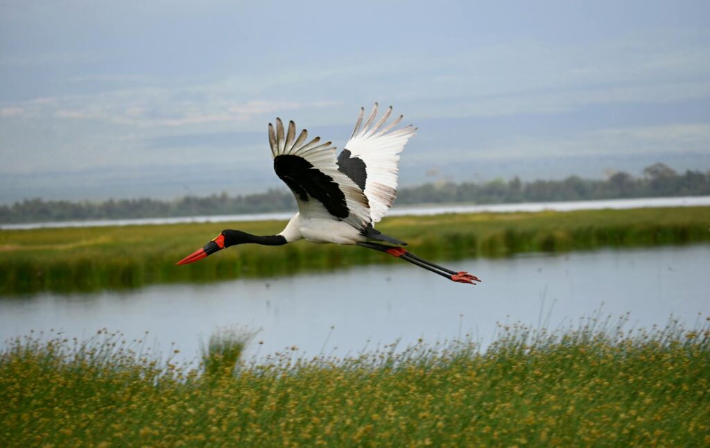 A saddle-billed stork gracefully flies over lush wetlands.