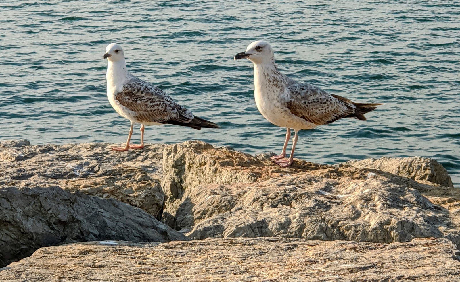 Two seagulls perched on rocks with a turquoise sea backdrop on a sunny day.