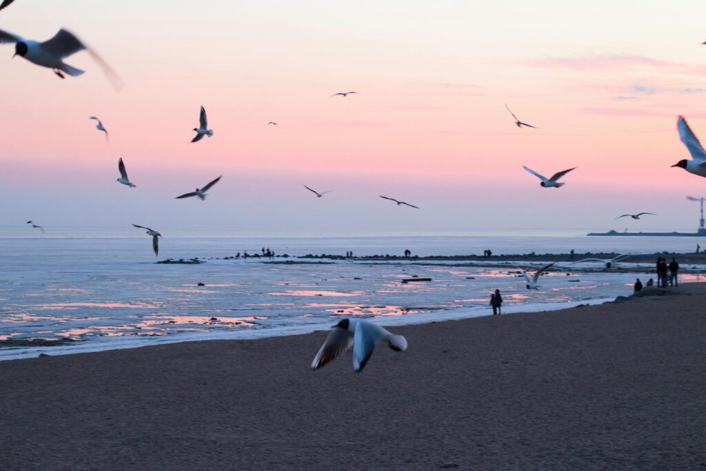 Seagulls gracefully flying over a scenic beach at sunset with calm ocean waves.